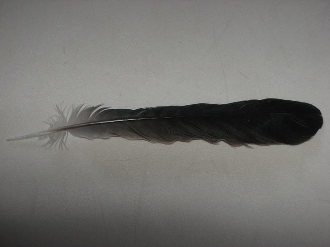 Penna - Ghiandaia (Garrulus glandarius)